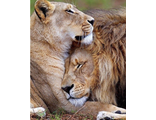 Лев и львица: на страже сна Ah09901 (алмазная мозаика)  mgm-mt avmn