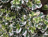 Сильвер Квин бересклет форчуна (Euonymus fortunei Silver Queen)