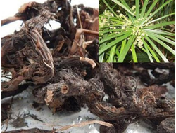 Нагармота, циперус, сыть (Cyperus scariosus) 2 г - 100% натуральное эфирное масло