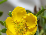 Голдтеппич лапчатка (Potentilla fruticosa Goldteppich)(15-30/3л)