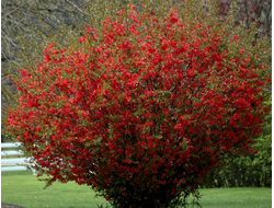 Айва японская (Хеномелес) (Chaenomeles japonica).