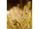 Drosera "Nidiformis"