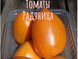 семена томаты "Радуница" 10 шт.