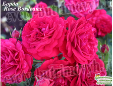 0181 Осень2022 Бордо (Kordes&#039; Rose Bordeaux) (флор.)