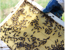 Живые пчелы для апитерапии. Купить живых пчел с пасеки