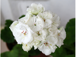 ОЧ-Madpearl White - пеларгония карликовая - описание сорта, фото - купить черенок в Перми и почтой