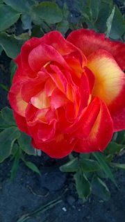 Лина, Ч/Г, De ruite Лина, Ч/Г, De ruite