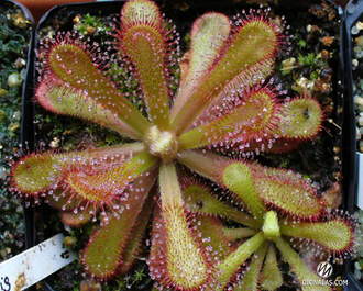 Drosera Coccicaulis