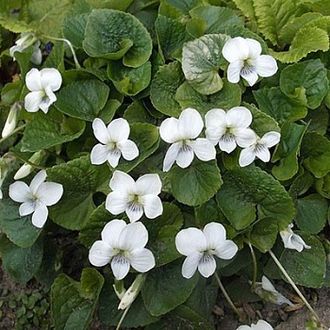 Фиалка душистая в ассортименте С1,5