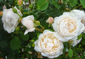 Глэмис кастл Глэмис кастл