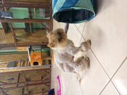 Печенька Персидская 