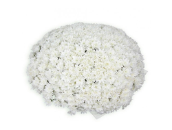 101 белая кустовая хризантема
