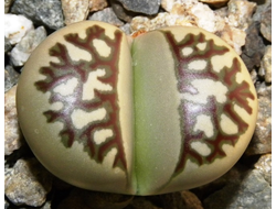 Lithops dorotheae (Литопс Доротеи)