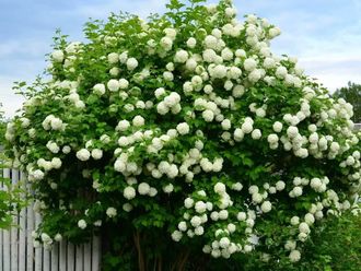 Бульденеж или Poзеум калина/Viburnum Boulle-de-neig/Viburnum opulus Roseum