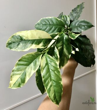 Hoya Multiflora albomarginata