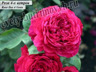 Пионовидные розы - сорт Роза 4 -х ветров (Rose des 4 Vents).