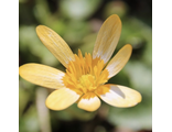 Ranunculus ficaria &#039;Orange Sorbet&#039;