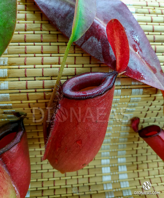 Непентес Кровавая Мэри | Nepenthes Bloody Mary