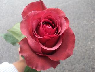 Матильда ( Марсель паньол) (Marcel Pagnol (Matilda) Ч/Г, Meilland Матильда ( Марсель паньол) (Marcel Pagnol (Matilda) Ч/Г, Meilland