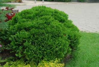 Даника туя западная (Thuja occidentalis Danika) (20-30\5л)