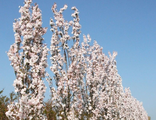 Вишня Аманогава (Prunus serrulata Amanogava)