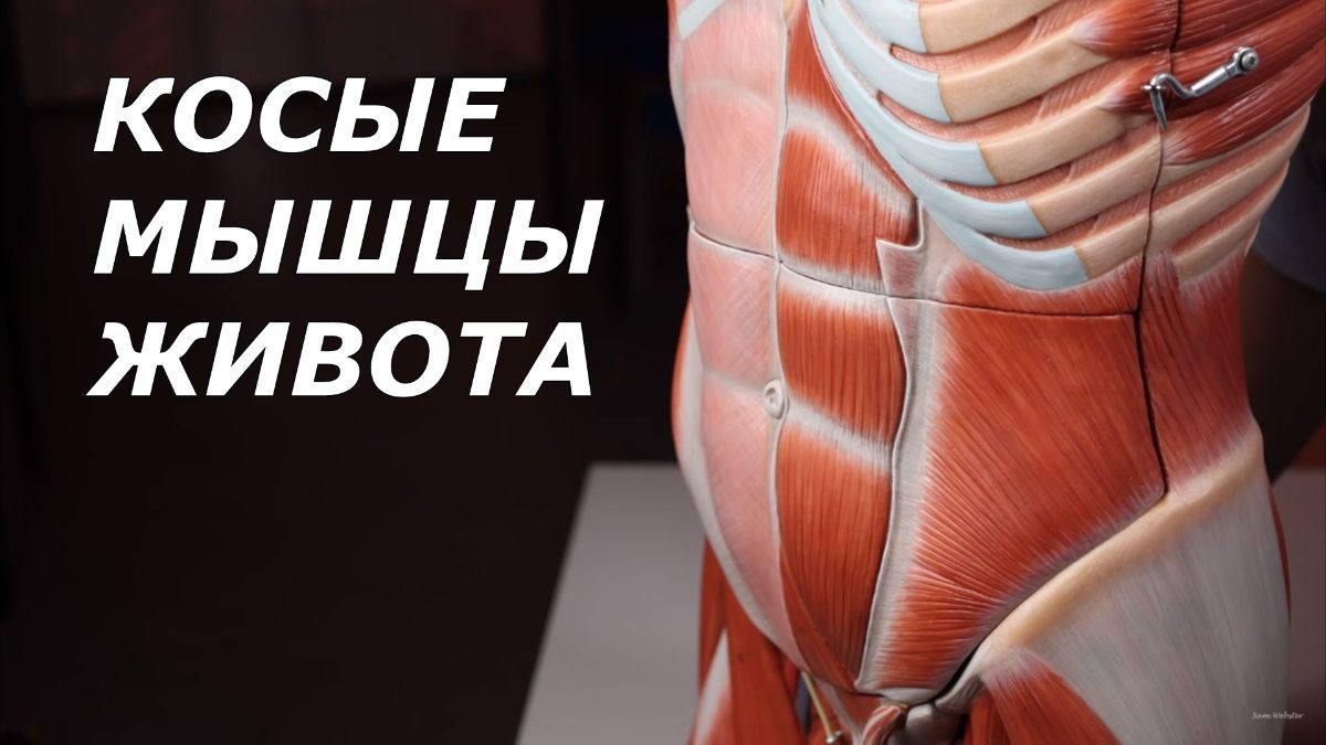 Поперечная мышца