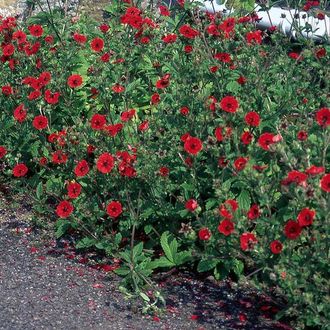 Лапчатка Гибсон Скарлет (земляничная) Potentilla Gibsons Scarlet