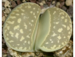Lithops marmorata C260 - 10 семян