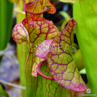 Sarracenia flava var. ornata dipping lid