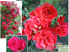 ЗКС Плетистые (вьющиеся) розы
