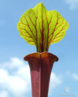 Sarracenia Flava var. Rubricorpora