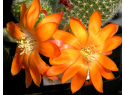 Rebutia hybr.orange - 5 семян