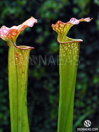 Sarracenia hybrid 10