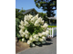 Грандифлора гортензия метельчатая (Hydrangea paniculata Grandiflora)