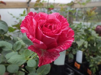 Пинк интуишн (Pink Intuition), Ч/Г, Arnaud Delbard Пинк интуишн (Pink Intuition), Ч/Г, Arnaud Delbard