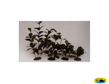 81005-13 Растение шелк. Гигрофила 13см.