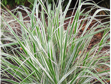 Вейник остроцветковый Аваланш