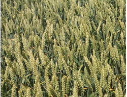 Безостая 100 семена озимой пшеницы