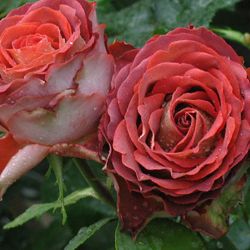 Гиннесс, Ч/Г, JAN SPEK ROZEN Гиннесс, Ч/Г, JAN SPEK ROZEN