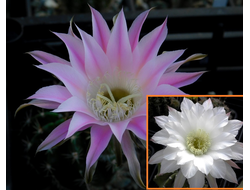 Echinopsis hybrid `Ave Maria` x Echinopsis subdenudata - 5 семян