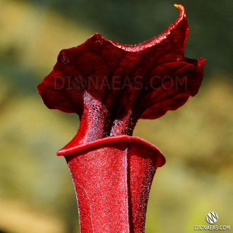 Sarracenia Alata Red tube