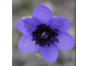 Hepatica nobilis Blueberry
