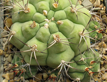 Gymnocalycium pflanzii v. argentinense VG 111