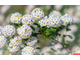 Вангутта спирея (Spiraea Vanhouttei) (30-40/3л)