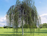 Береза повислая (Betula pendula) С5 1-1.5м