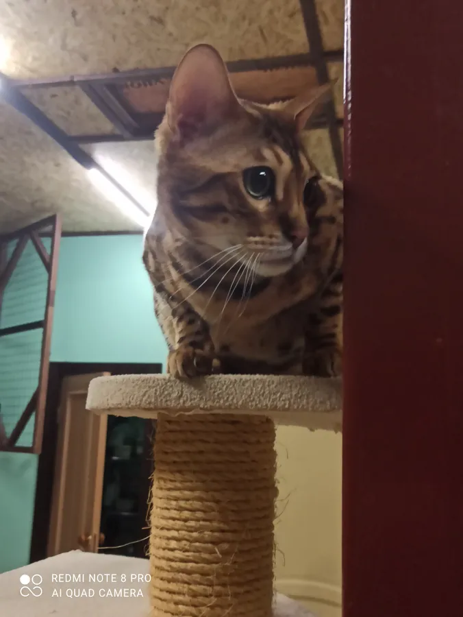 Бенгалец Франк