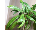 Ficus Racemosa Gold variegata