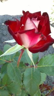 Луксор (Luxor), Ч/Г, срезочная. de Groot; Henk Луксор (Luxor), Ч/Г, срезочная. de Groot; Henk