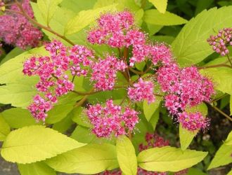 Голден Принцесс спирея японская (Spiraea japonica Golden Princess)(20-40/3л)