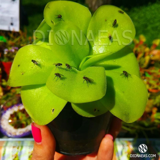 Pinguicula Tina